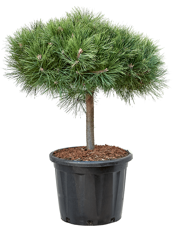 Pinus nigra 'Brepo' W70 H(90-110) cm, Potsize D44 cm