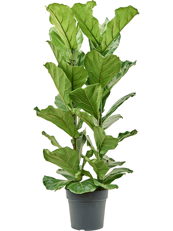 Lush Fiddle Leaf Fig Ficus lyrata Indoor House Plants