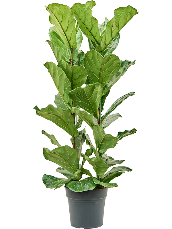 Lush Fiddle Leaf Fig Ficus lyrata Indoor House Plants
