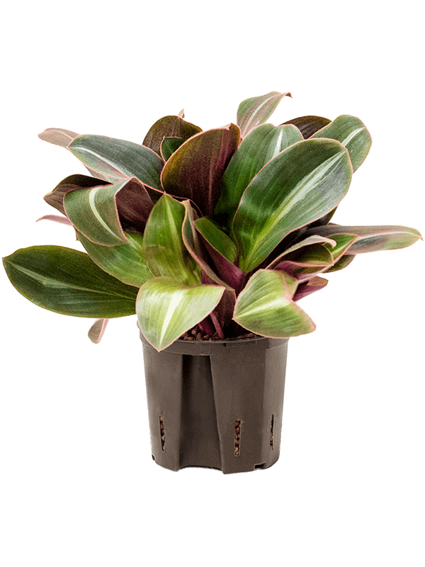 Lush Brown Spiderwort Siderasis fuscata Indoor House Plants