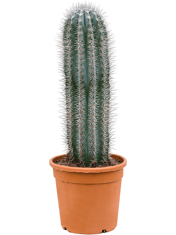 Easy-Care Mexican Giant Cactus Pachycereus pringlei Indoor House Plants