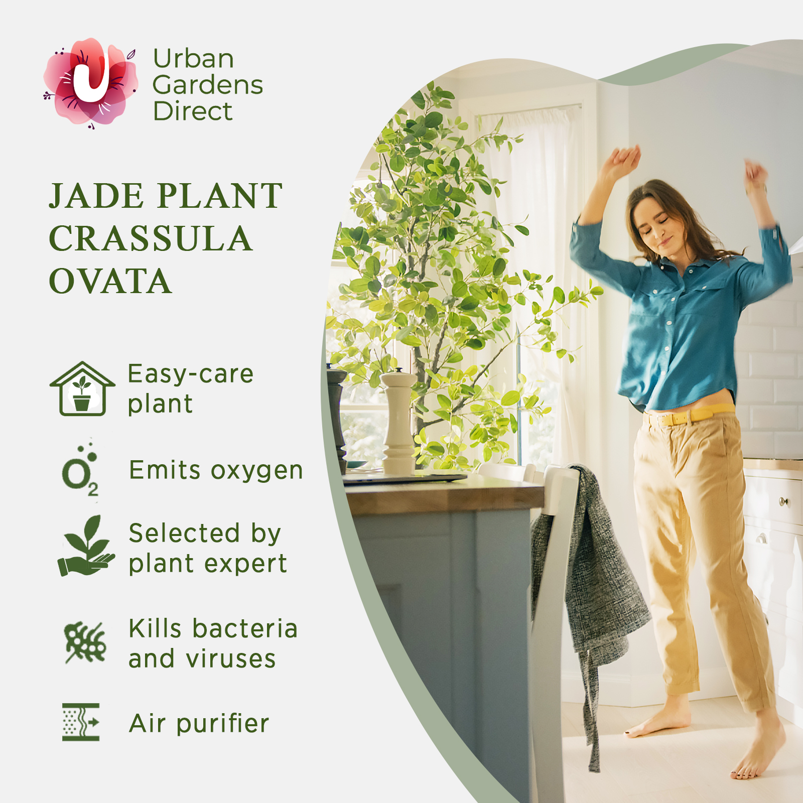 Easy-Care Jade Plant Crassula ovata Indoor House Plants