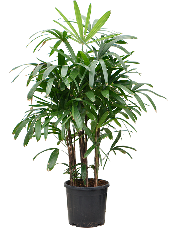 Tropical Lady Palm Rhapis excelsa Indoor House Plants