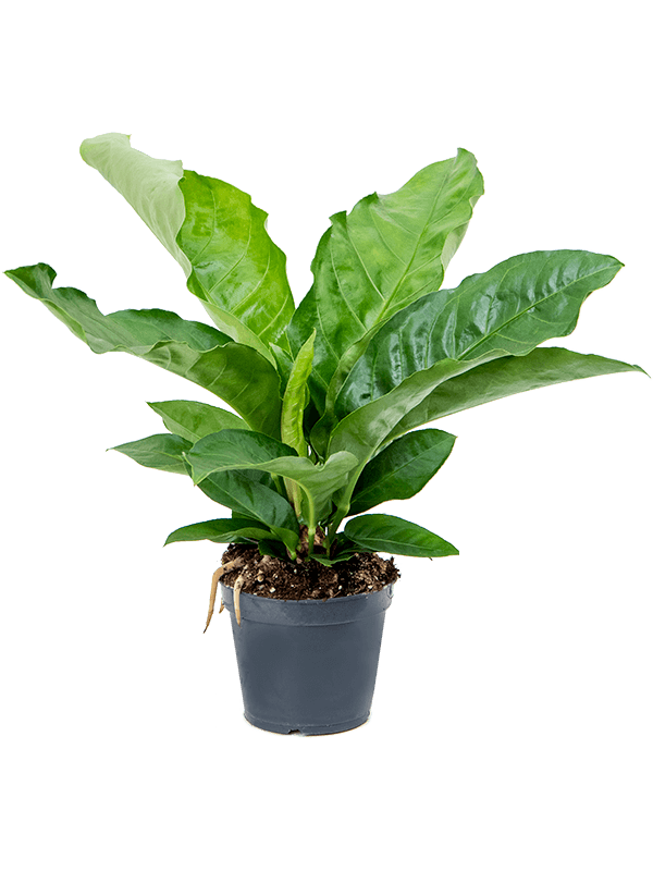 Lush Flamingo Flower Anthurium elipticum 'Jungle Bush' Indoor House Plants