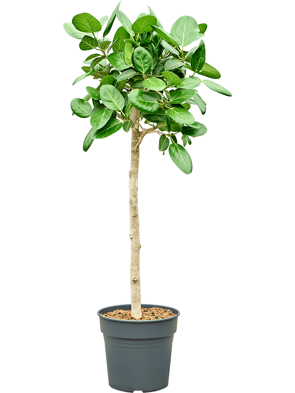Lush Banyan Fig Ficus benghalensis 'Audrey' Indoor House Plants