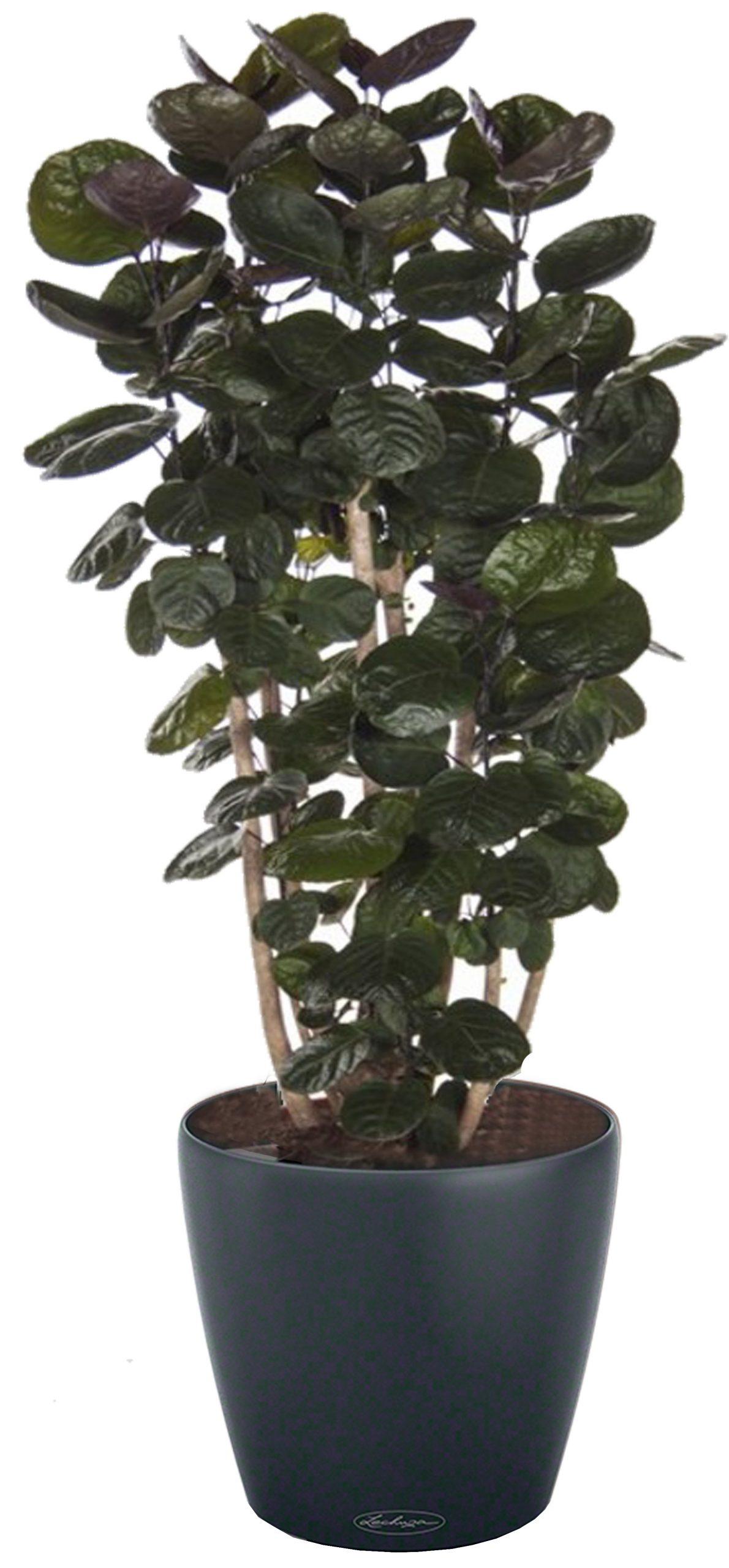 Polyscias Scutellaria in LECHUZA CLASSICO Color Self-watering Planter, Total Height 120 cm