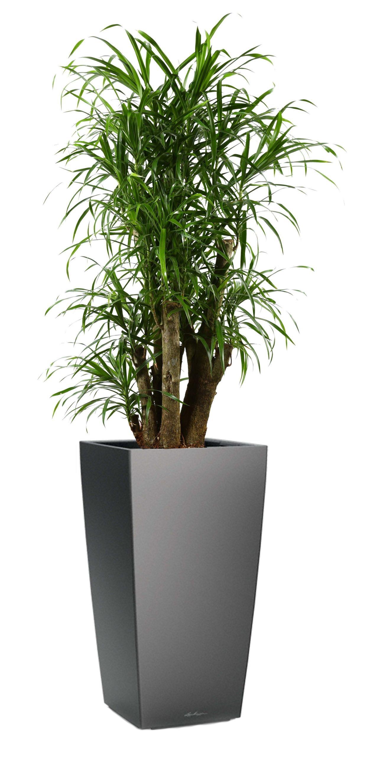 Dracaena Reflexa Anita in LECHUZA CUBICO Self-watering Planter, Total Height 140 cm