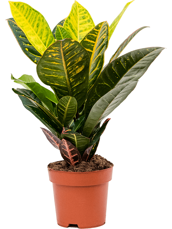 Colorful Croton (Codiaeum) variegatum 'Petra' Indoor House Plants