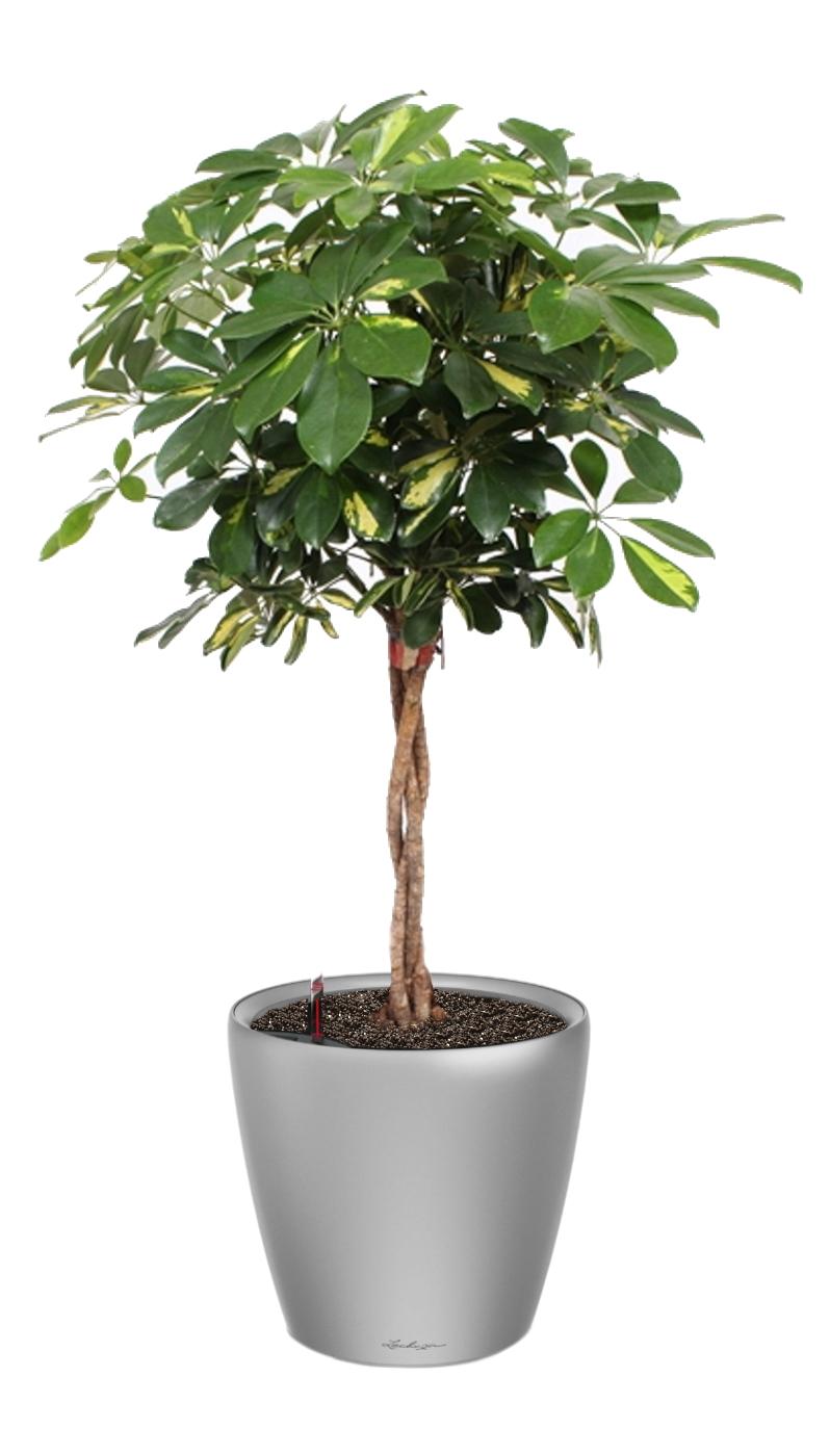 Schefflera Arboricola Gold Capella in LECHUZA CLASSICO LS Self-watering Planter, Total Height 140 cm