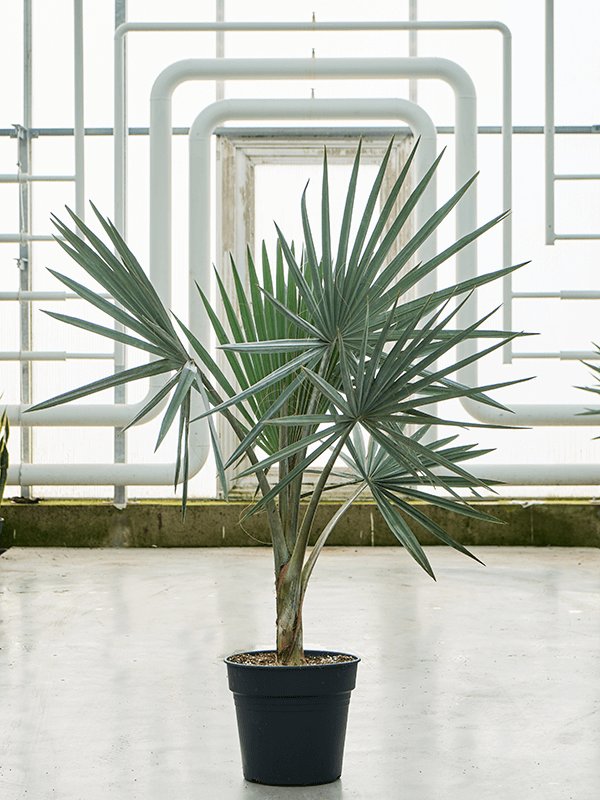 Lush Bismark Palm Bismarckia nobilis (190-220) Tall Indoor House Plants Trees