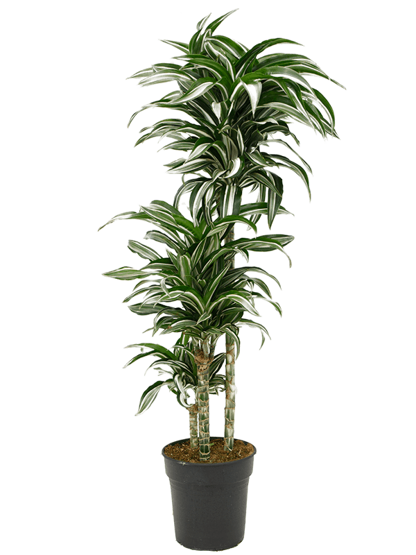 Easy-Care Corn Plant Dracaena fragans 'Jade Jewel' Corn Plant Tall Indoor House Plants Trees