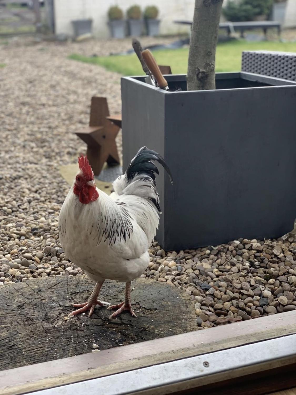IDEALIST Lite Square Box Contemporary Light Concrete Planter