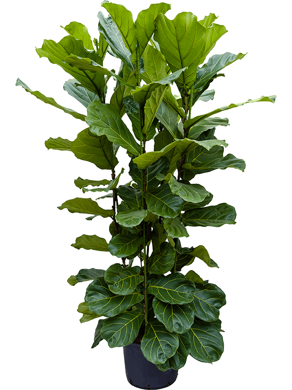 Lush Fiddle Leaf Fig Ficus lyrata Indoor House Plants