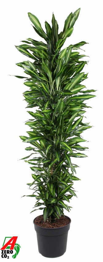 Colorful Corn Plant Dracaena fragrans 'Cintho' Indoor House Plants