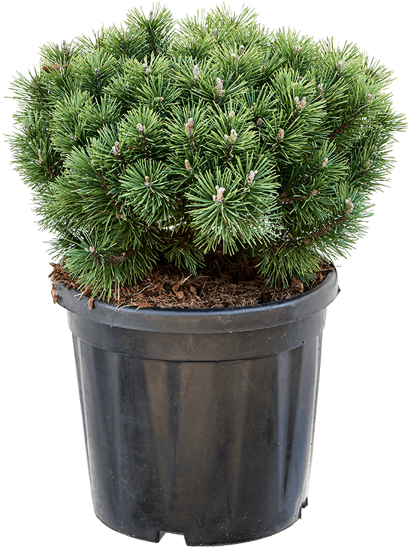Lush Pinus mugo 'Mops'