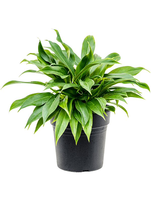 Lush Heart-Leaf Philodendron 'Little Phil' Indoor House Plants