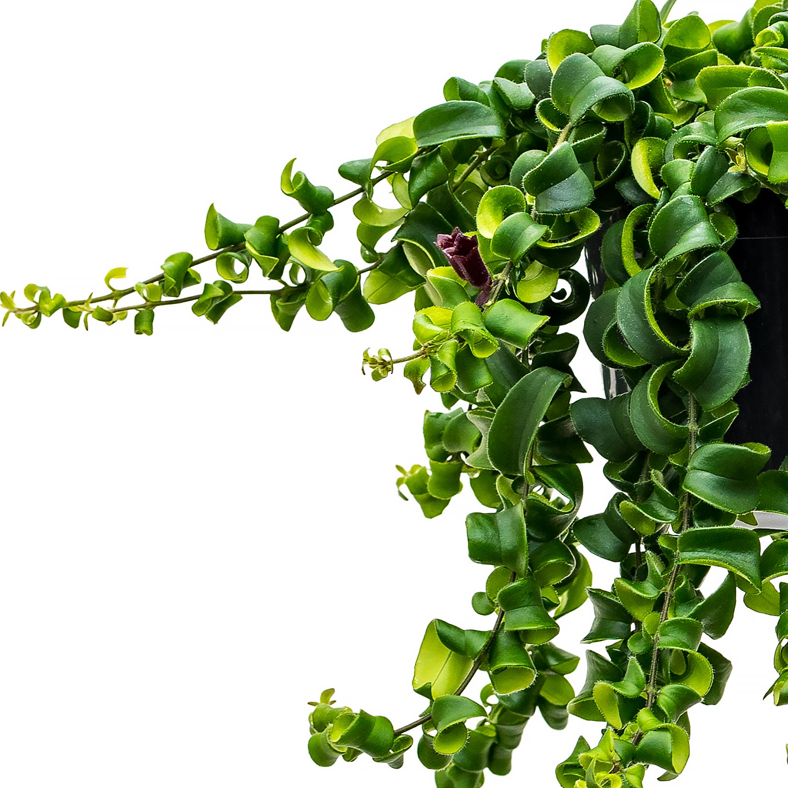 Cheerful Lipstick Plant Aeschynanthus 'Rasta' Indoor House Plants