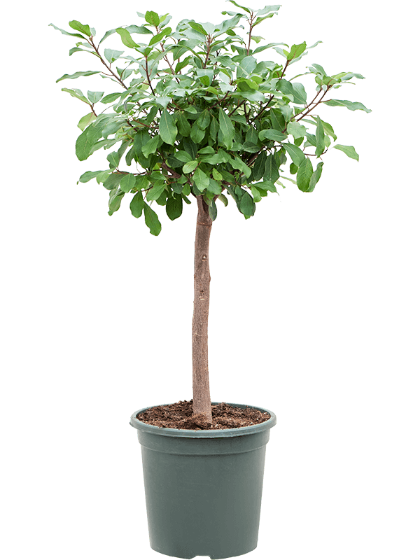 Lush Rubber Plant Ficus reflexa Indoor House Plants