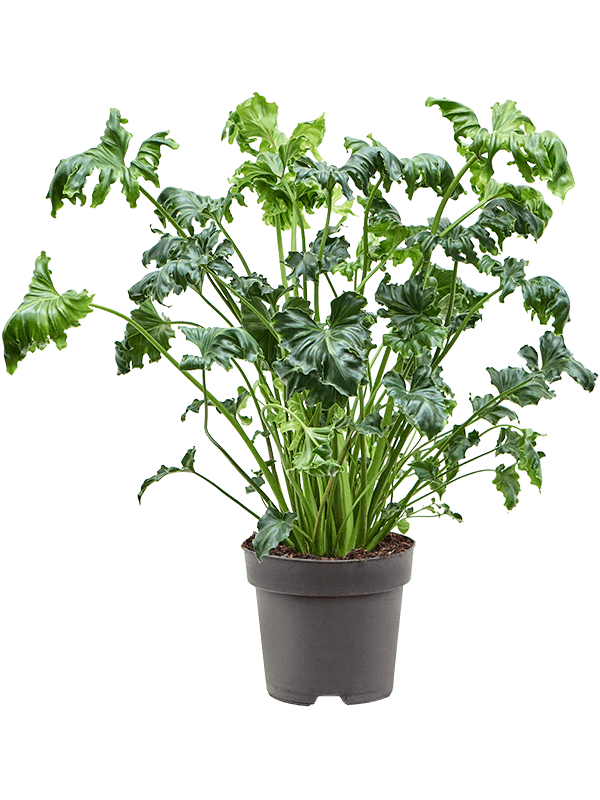 ligustrum vulgare atrovirens kaufen Liguster Ligustrum vulgare Atrovirens Höhe 100-125 cm Ballenware