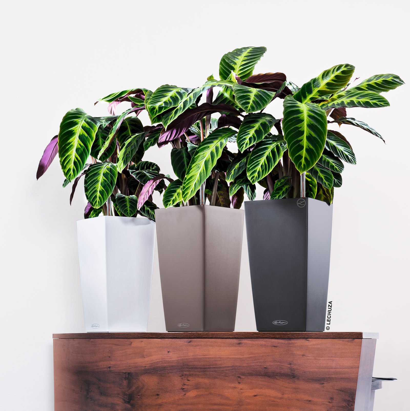 LECHUZA CUBICO Color Square Tall Poly Resin Self-watering Planter