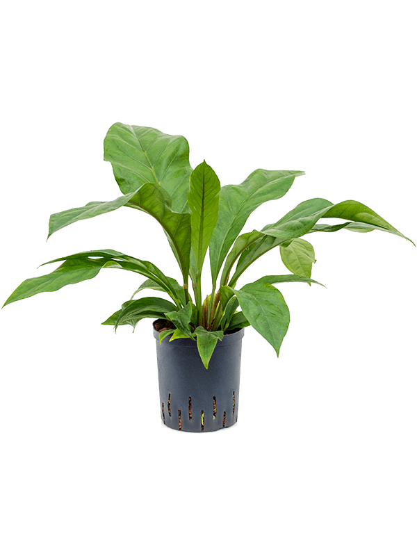 Lush Flamingo Flower Anthurium elipticum 'Jungle Bush' Indoor House Plants