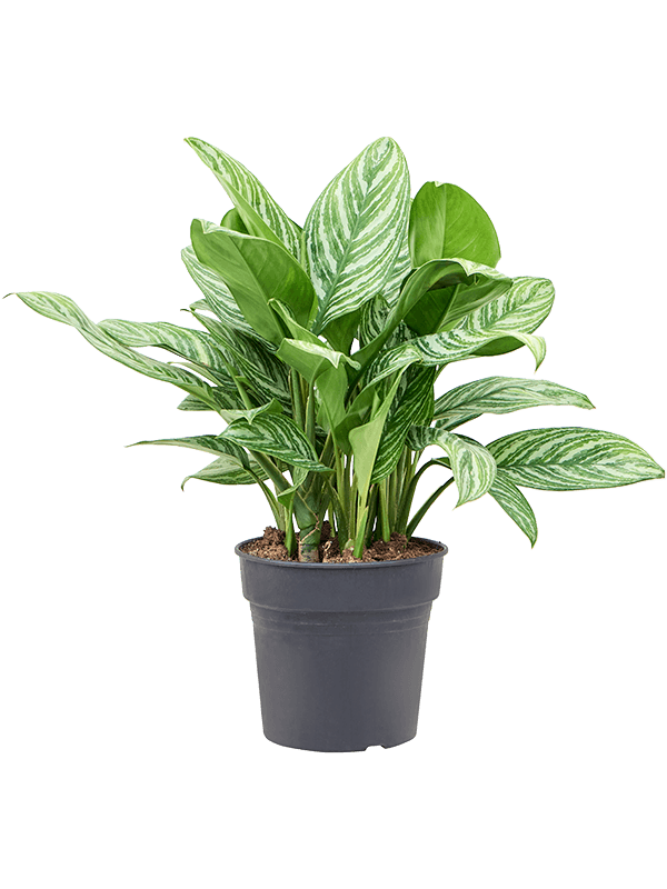 Shade-loving Chinese Evergreen Aglaonema 'Stripes' Indoor House Plants ...