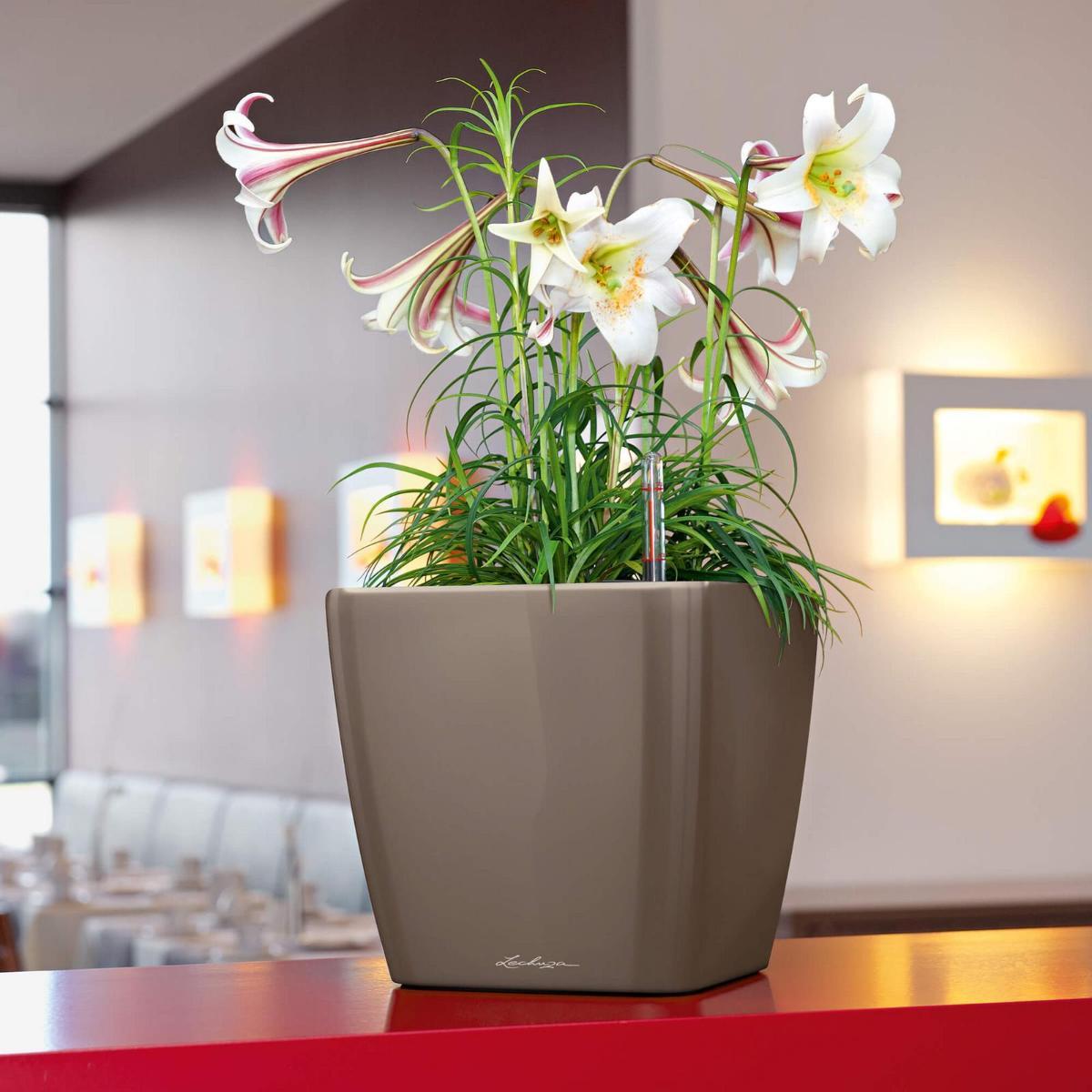 LECHUZA Quadro LS Square Poly Resin Self-watering Planter