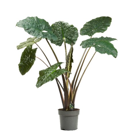 Easy-Care Elephant Ear Alocasia sarawakensis 'Yucatan Princess' Indoor House Plants