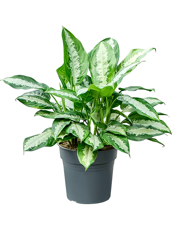 Aglaonema 'Pattaya beauty'