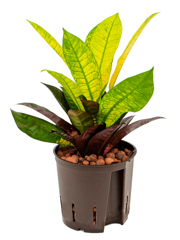 Colorful Croton (Codiaeum) variegatum 'Mrs. Iceton' Indoor House Plants