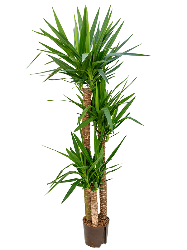 Insta-friendly Spineless Yucca elephantipes Tall Indoor House Plants Trees
