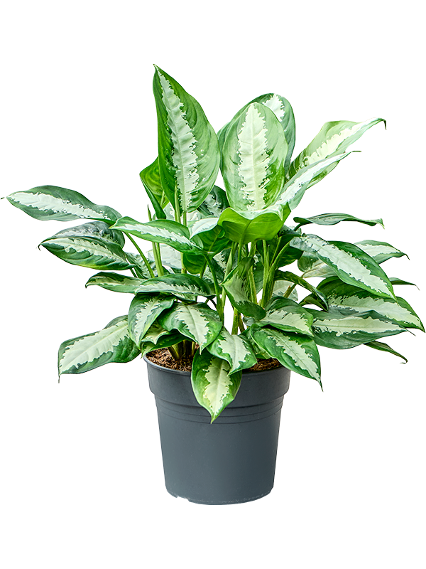 Aglaonema 'Pattaya beauty'