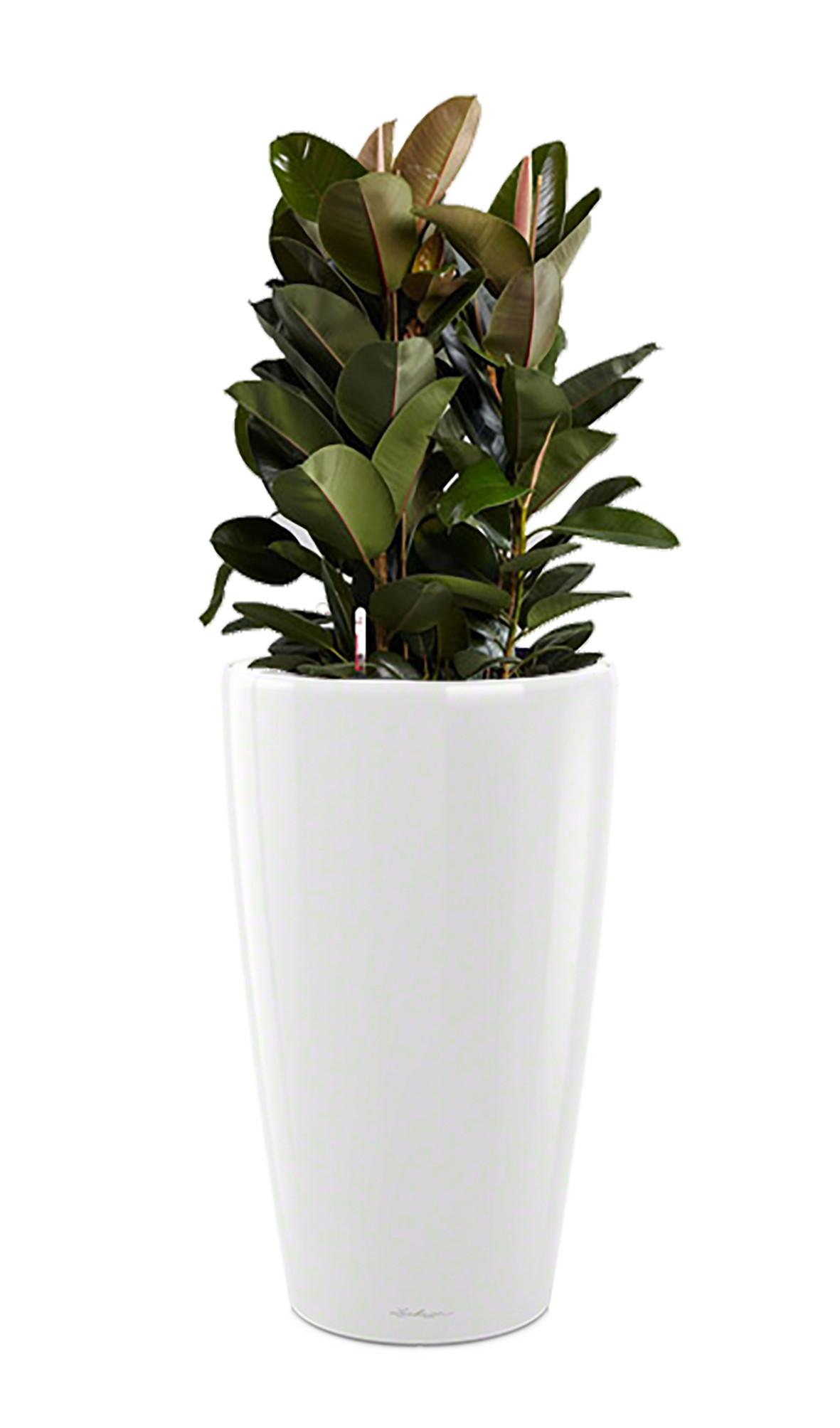 Ficus Elastica Robusta in LECHUZA RONDO Self-watering Planter, Total Height 160 cm