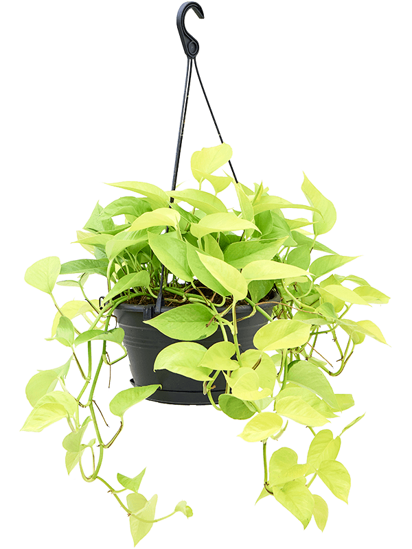 Shade-loving Satin Pothos Scindapsus (Epipremnum) 'Golden Pothos' Indoor House Plants