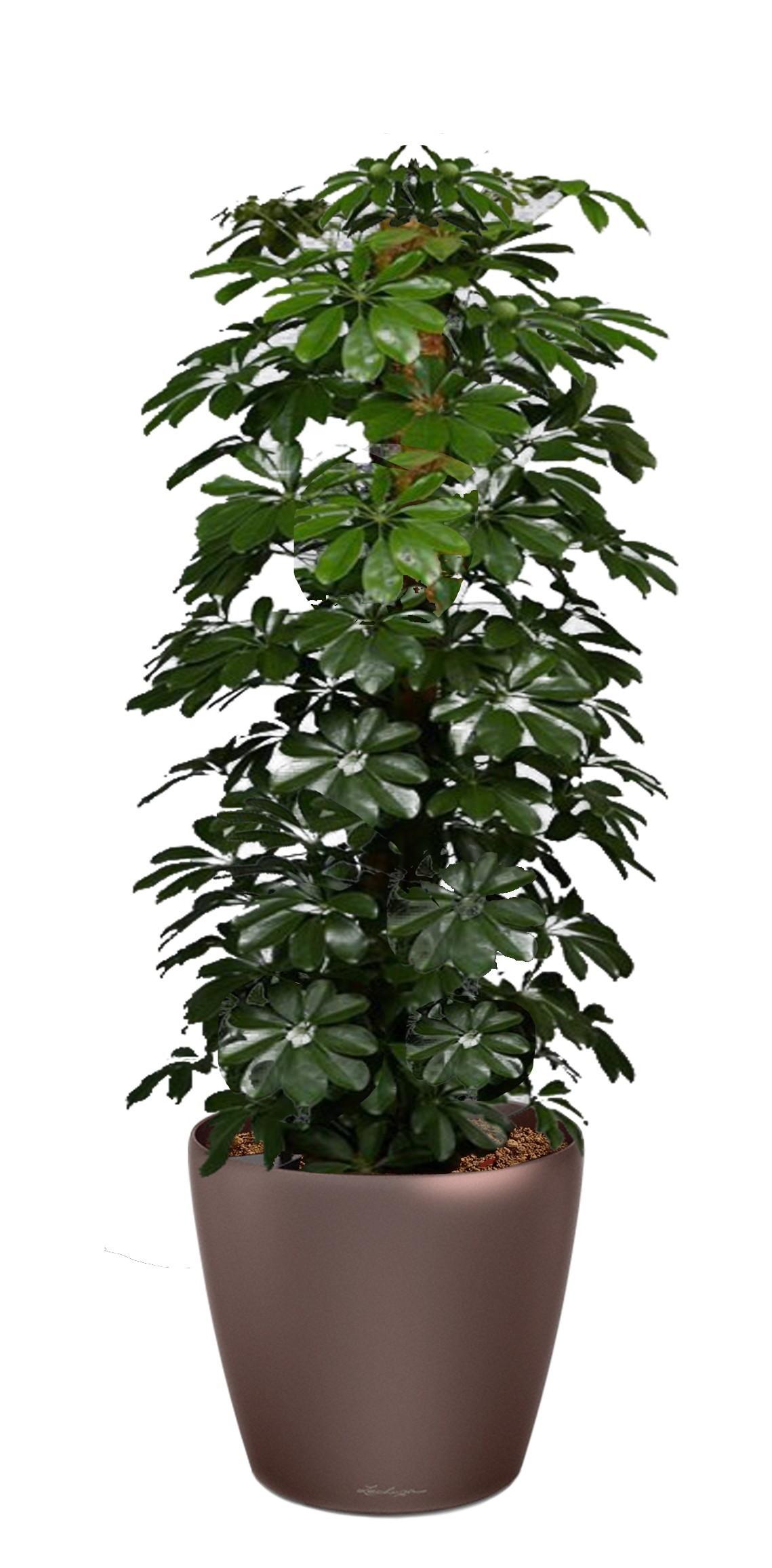 Schefflera Compacta (Nora) in LECHUZA CLASSICO LS Self-watering Planter, Total Height 160 cm