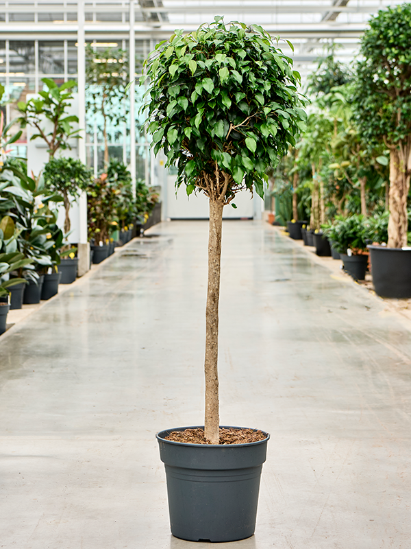 Lush Weeping Fig Ficus benjamina 'Danielle' Indoor House Plants