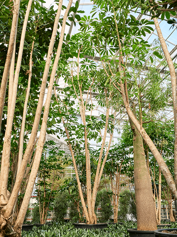 Cheerful Umbrella Tree Schefflera actinophylla 'Amate' Indoor House Plants