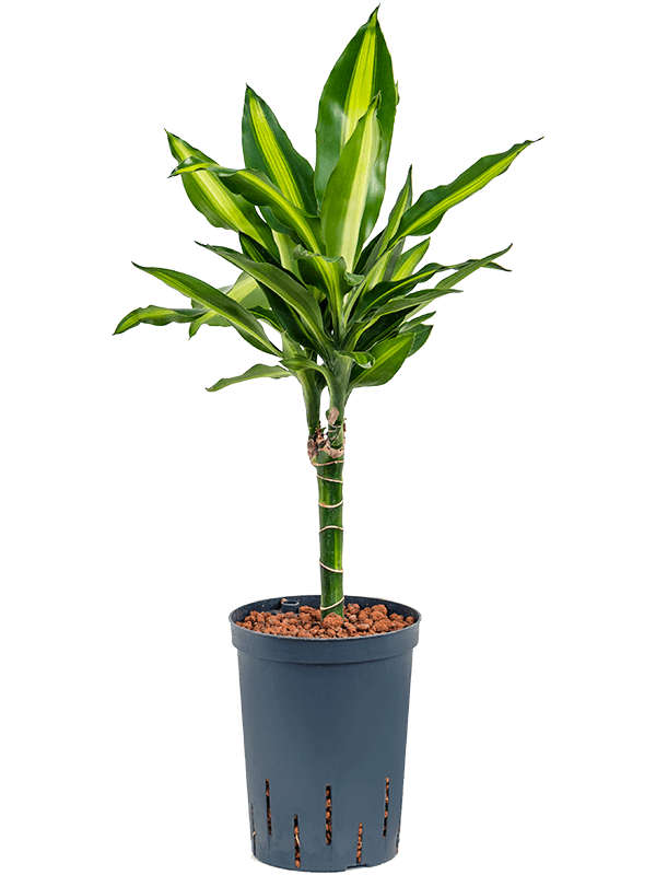 Colorful Corn Plant Dracaena fragrans 'Cintho' Indoor House Plants