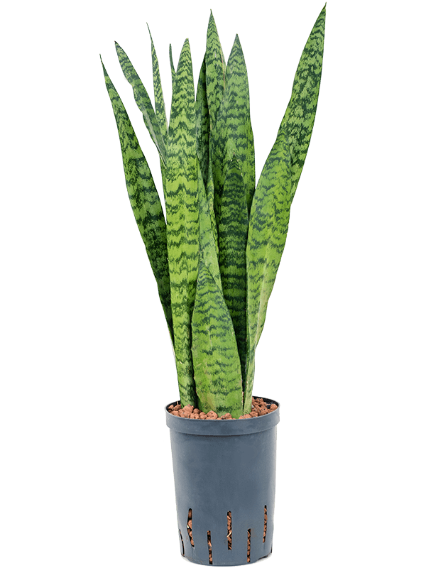 Elegant Snake Plant Sansevieria zeylanica Indoor House Plants