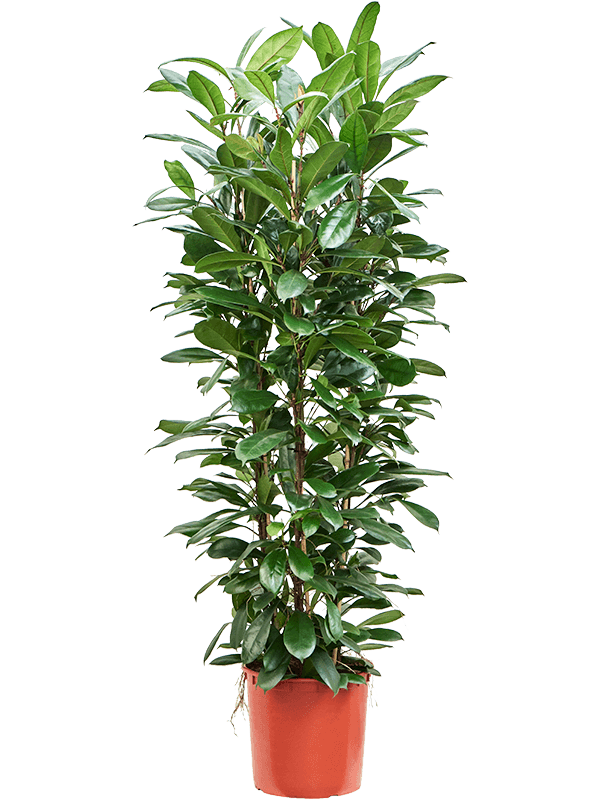 Lush African Fig Ficus cyathistipula Indoor House Plants
