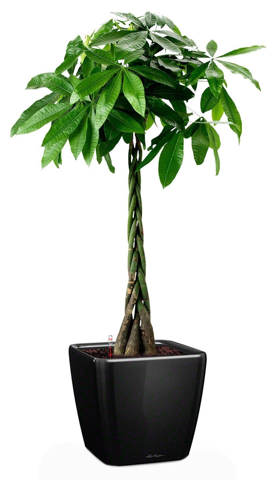 Braided Pachira Aquatica in LECHUZA QUADRO LS Self-watering Planter, Total Height 160 cm