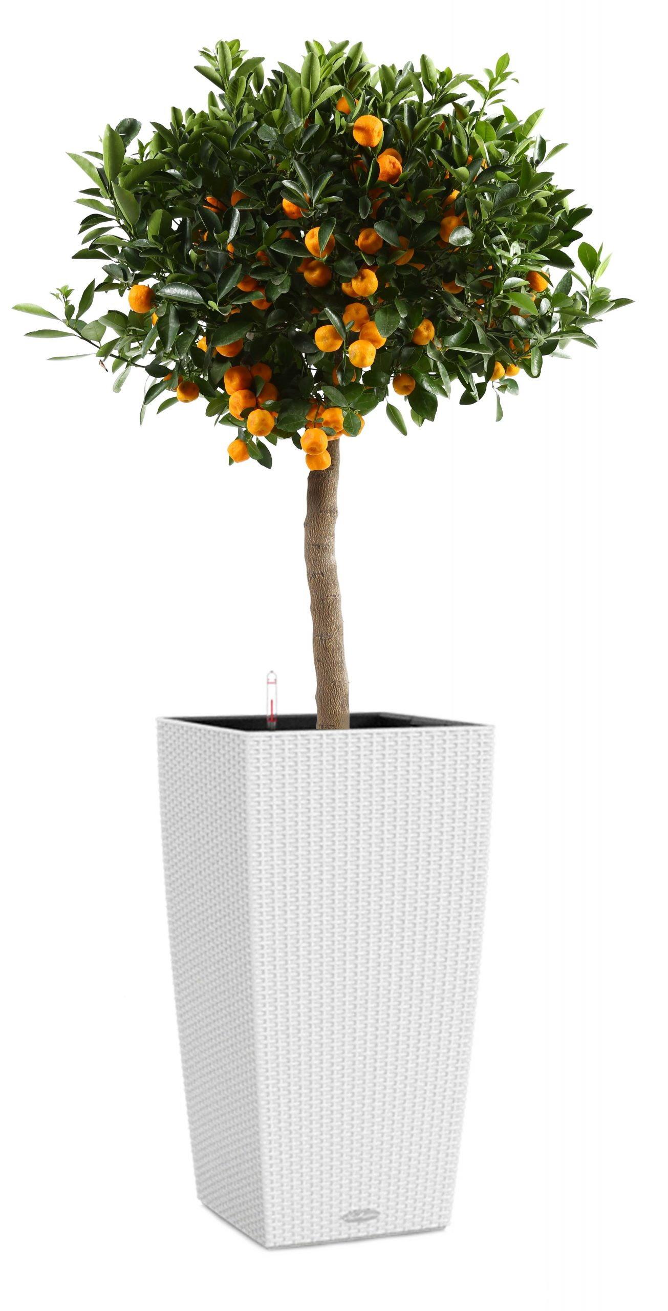 Citrofortunella Calamondine in LECHUZA CUBICO Cottage Self-watering Planter, Total Height 100 cm