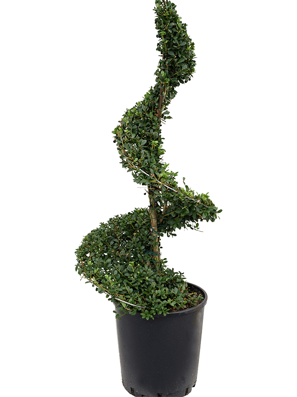 Cute Japanese Holly Ilex crenata 'Dark Green'