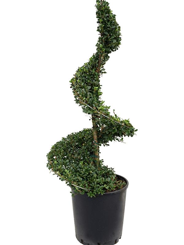 Cute Japanese Holly Ilex crenata 'Dark Green'