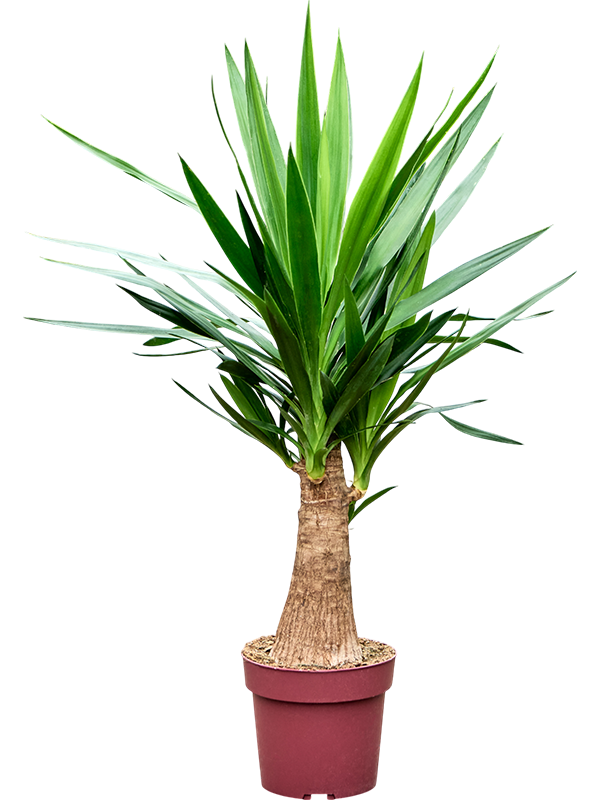 Insta-friendly Spineless Yucca elephantipes Tall Indoor House Plants Trees