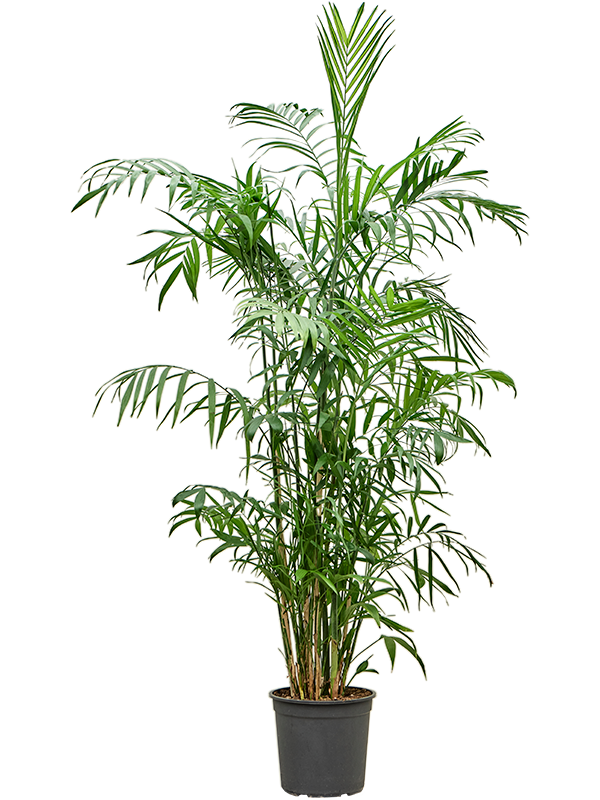 Shade-loving Parlour Palm Chamaedorea seifrizii Indoor House Plants