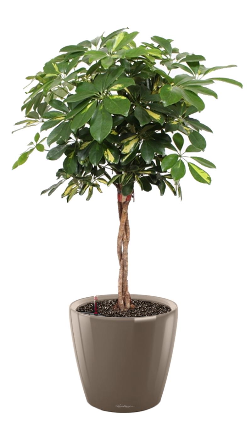 Schefflera Arboricola Gold Capella in LECHUZA CLASSICO LS Self-watering Planter, Total Height 140 cm