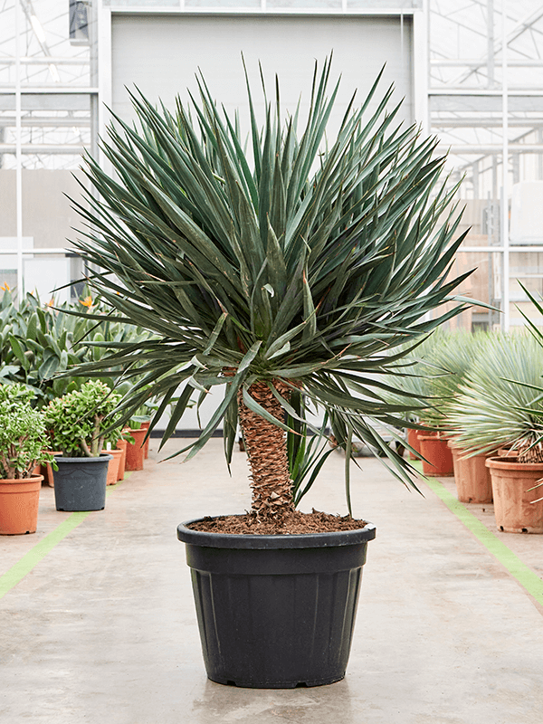 Photogenic Palm Lily Yucca gloriosa (140-160) Tall Indoor House Plants Trees