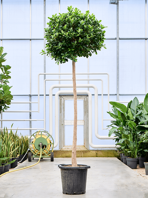 Lush Chinese Banyan Ficus microcarpa 'Moclame' Indoor House Plants
