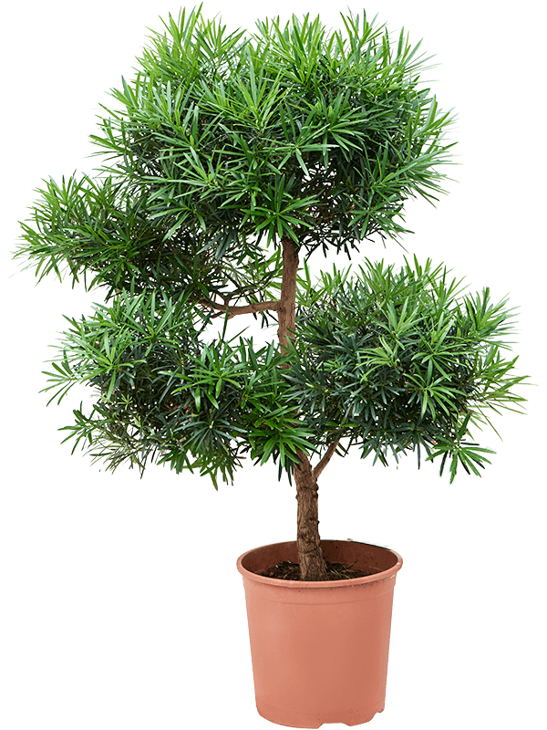 Lush Kusamaki Podocarpus macrophyllus Indoor House Plants